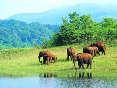 1544171705_thekkady